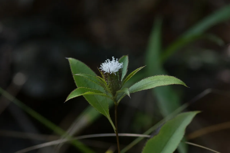 삽주 꽃 핀 모습