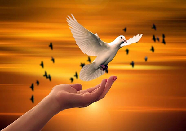 비둘기 평화