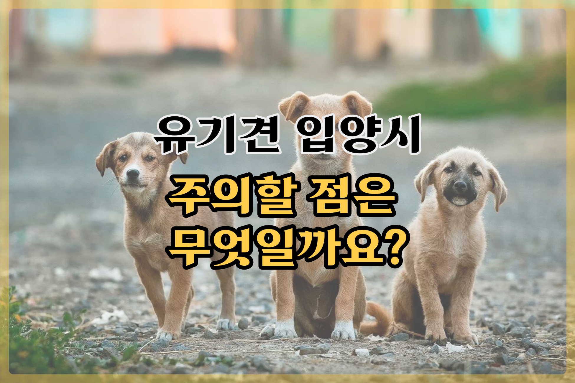  유기견 입양시 주의할 점 알아봐요