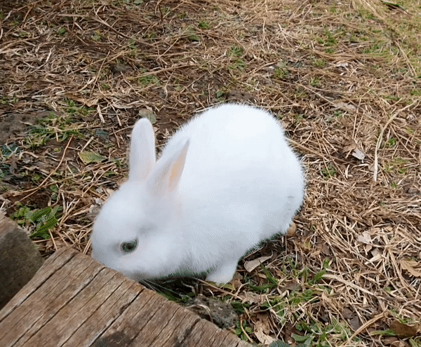 사라봉 토끼 4