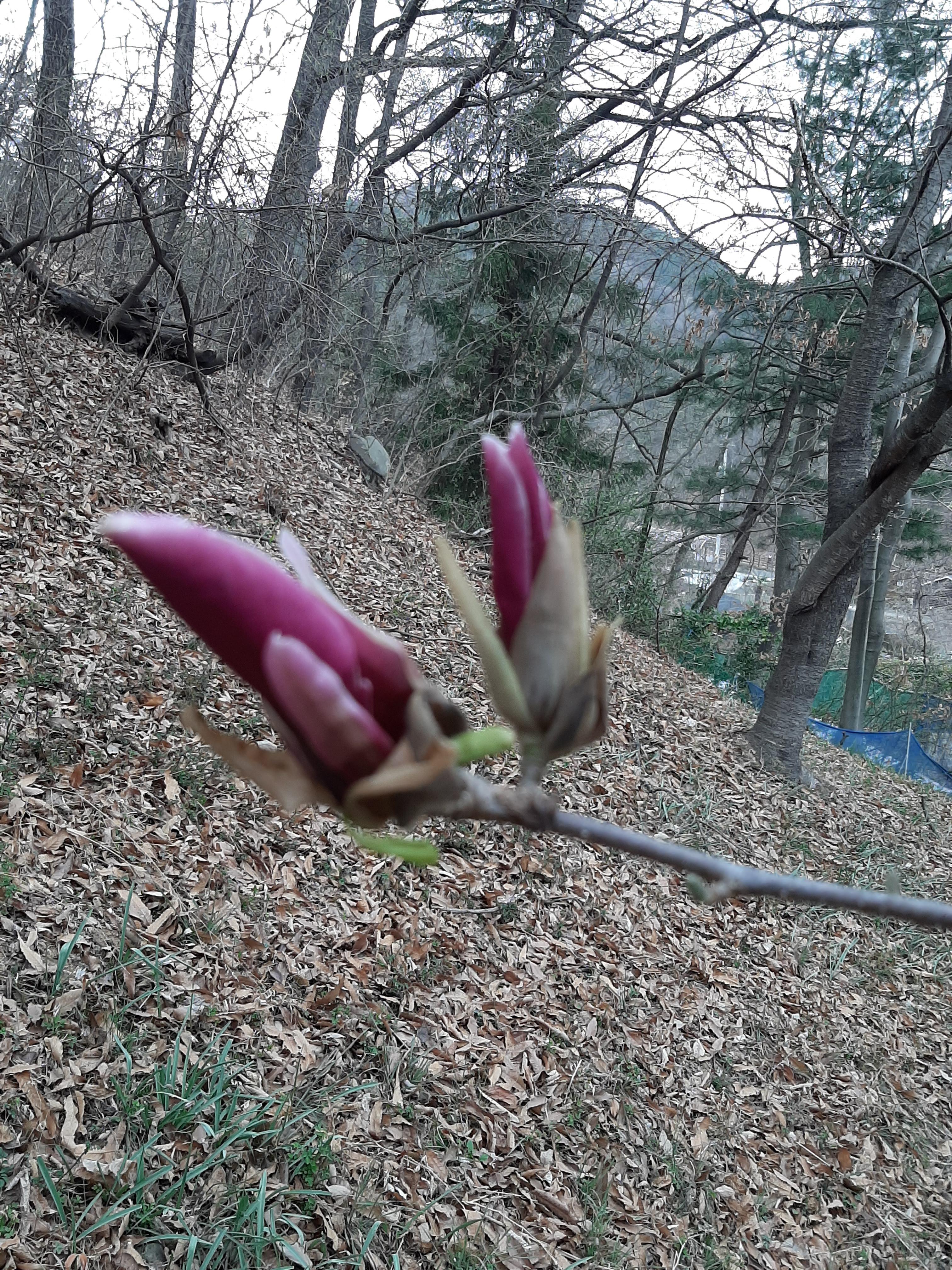 봄꽃 목련과 벚꽃이 한창입니다 / 꽃길만 걸으면 (03/23/22) 27