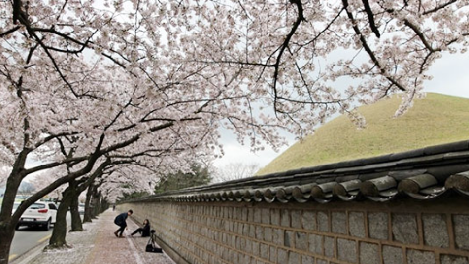 2025년 경주 벚꽃 개화시기 명소 여행지 총정리