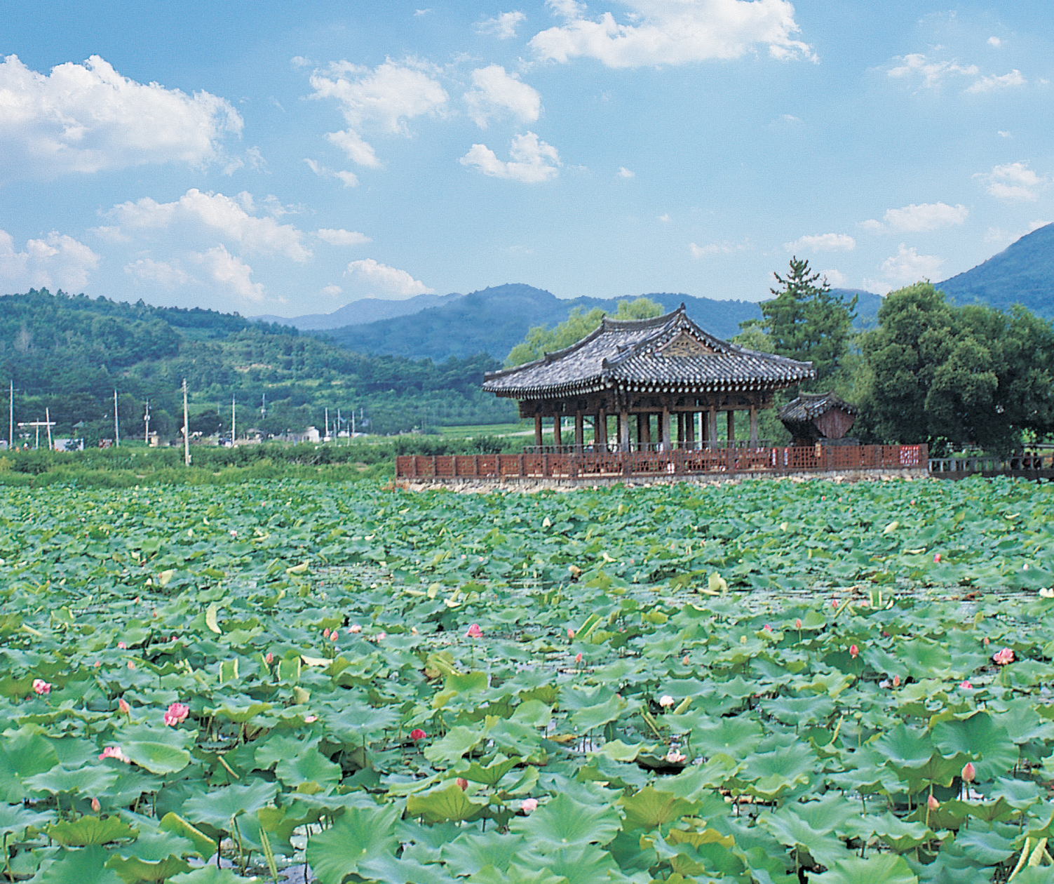  소싸움의 고장 경상북도 청도 가볼만한곳