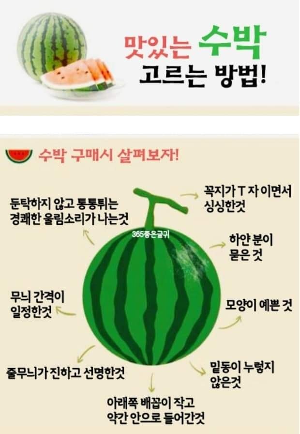  맛있는 수박 고르는 방법