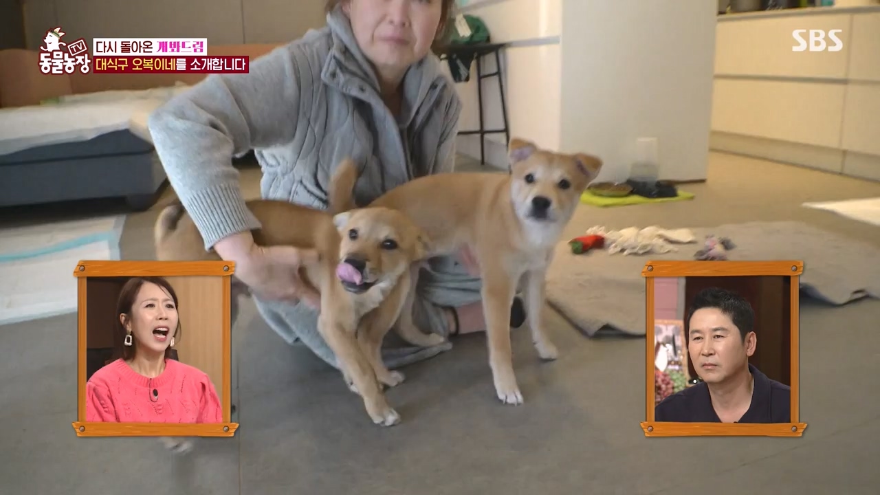 TV 동물농장.E1147.231127p-NEXT.mp4_20231126_170352.526.jpg