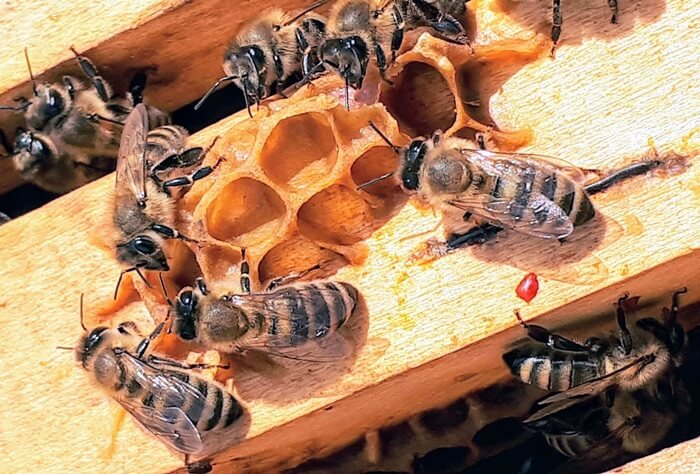벌집(beehive) 짓고 있는 벌들