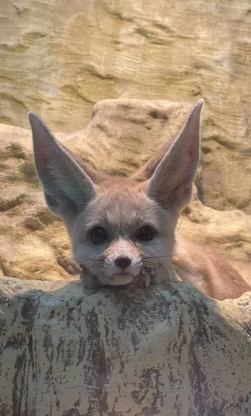 정글카페