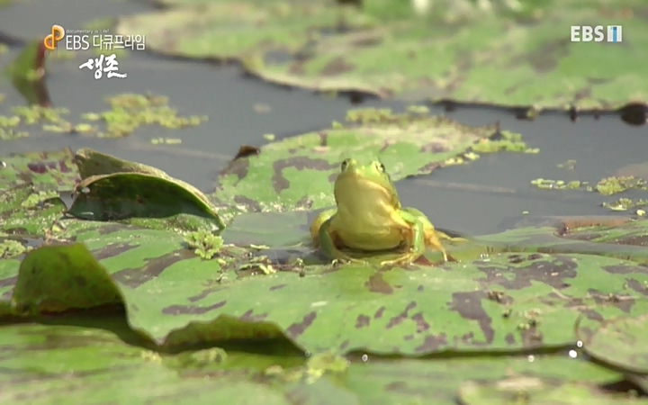 EBS 다큐프라임_ 220628.avi_20220629_205541.045.jpg