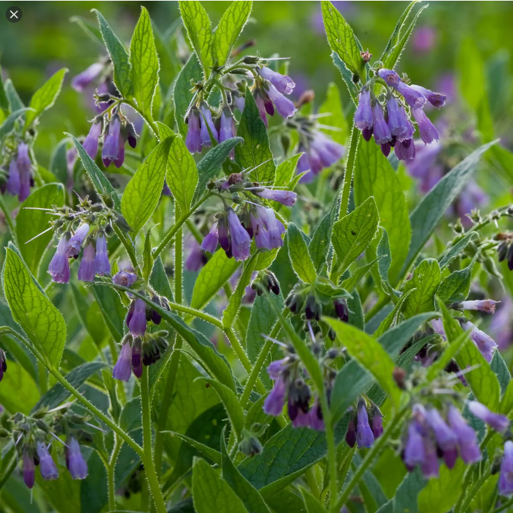  컴프리 (COMFREY) 효능 및 부작용, 섭취법 알고 가세요.