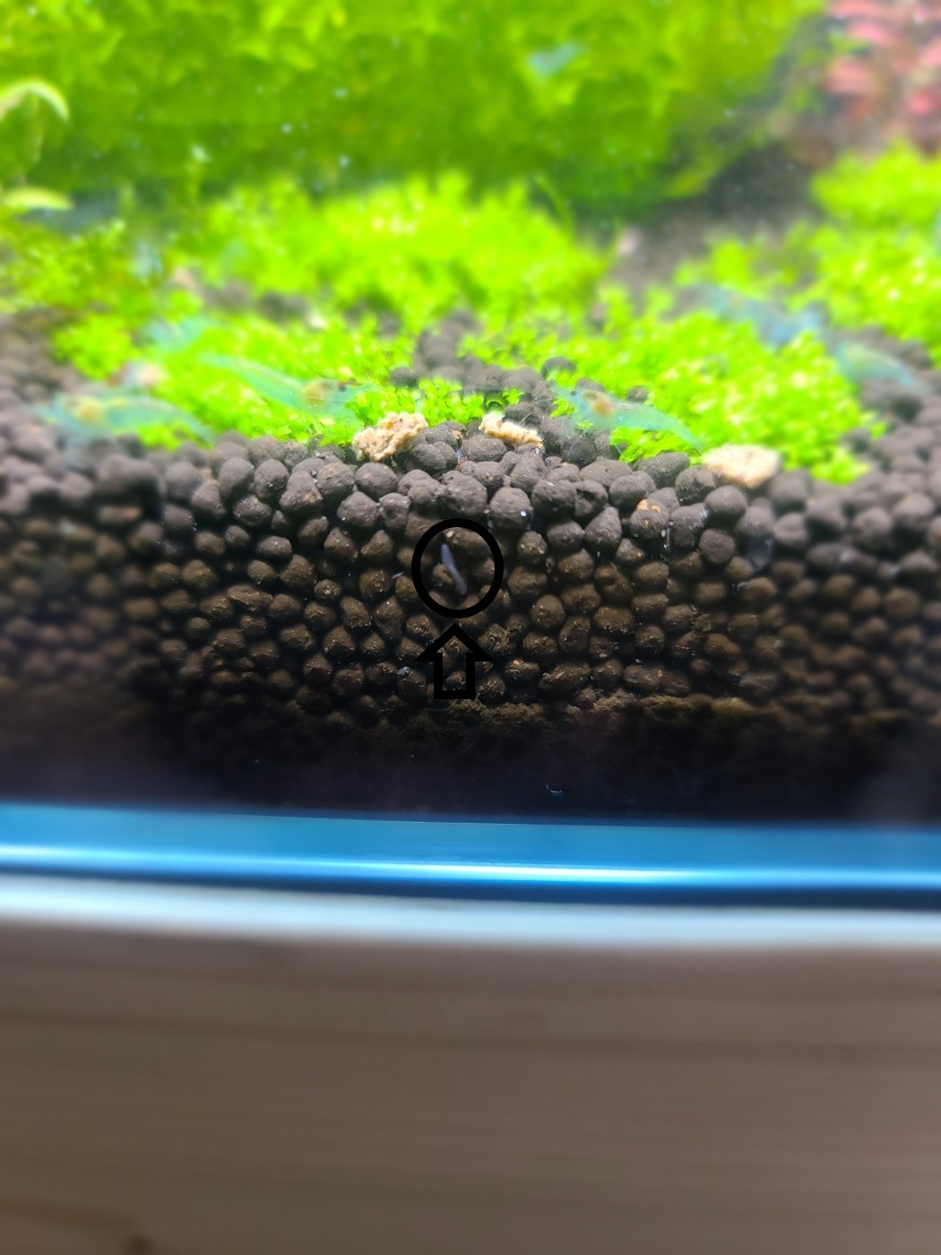 Z-1 aquarium bio protector 플라나리아 퇴치기