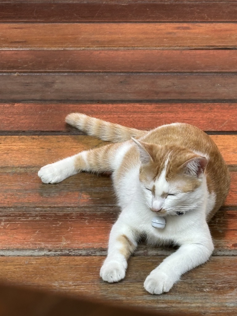 그린타이거하우스 고양이