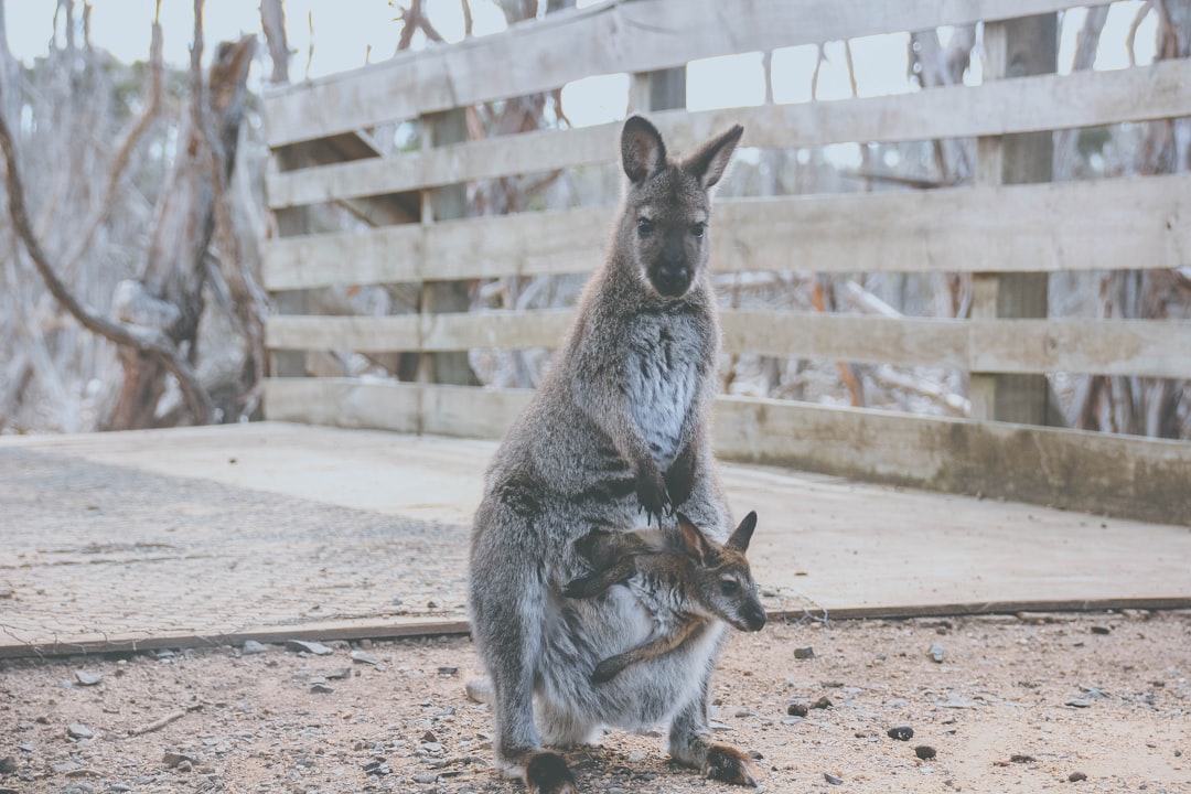Kangaroo