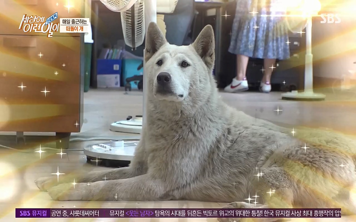 순간포착 세상에 이런일이.E1185.220622p-NEXT.mp4_20220622_201151.791.jpg