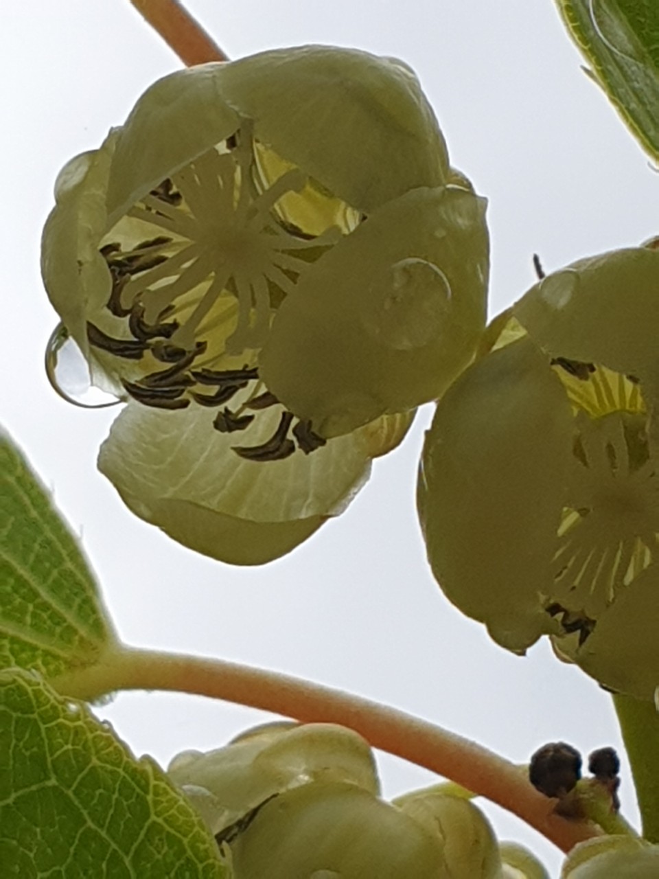  초연당 정원소식 - 100살 무궁화에 돋아난 싹,  다래 꽃이 개화