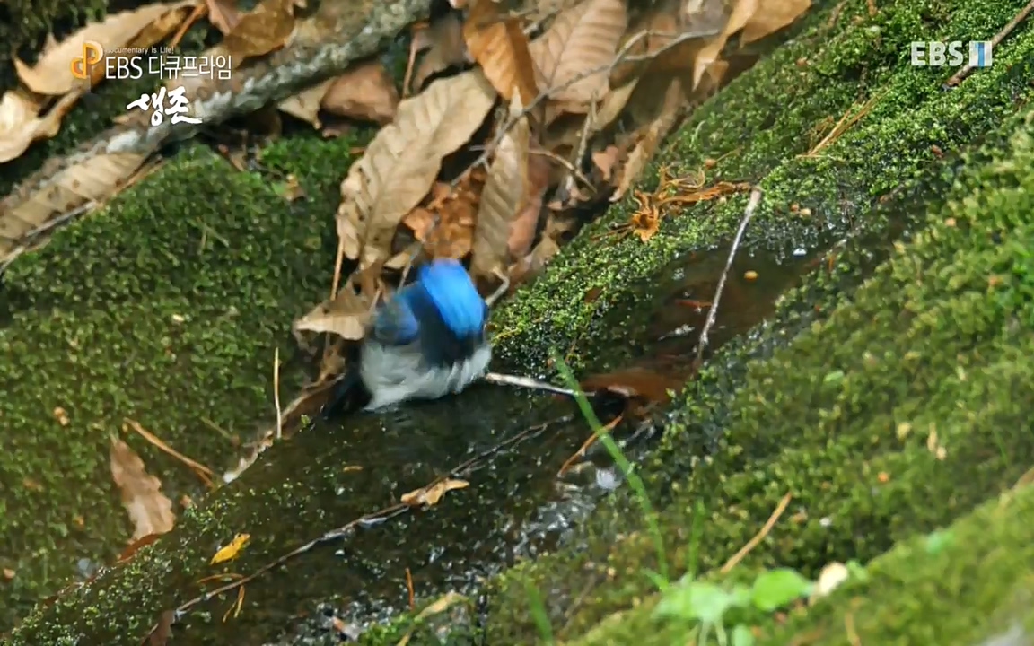 생존 3부_ EBS 다큐프라임_ 220629.avi_20220701_210047.407.jpg