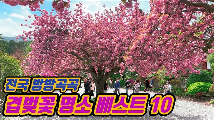 전국 겹벚꽃 명소 베스트 10 관광지_1