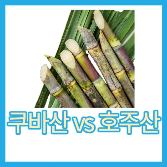 쿠바산 VS 호주산