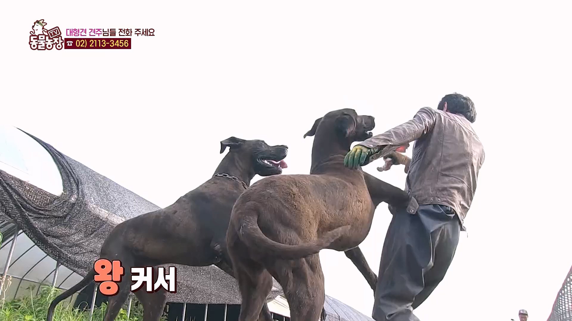 TV 동물농장.E1104.230115p.H264-F1RST.mp4_20230115_173220.430.jpg