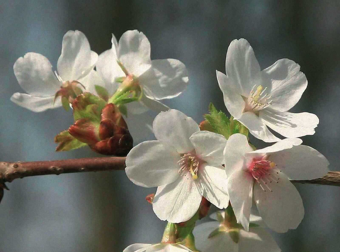 타케멘시스 벚꽃 Takemensis Cherry Blossom