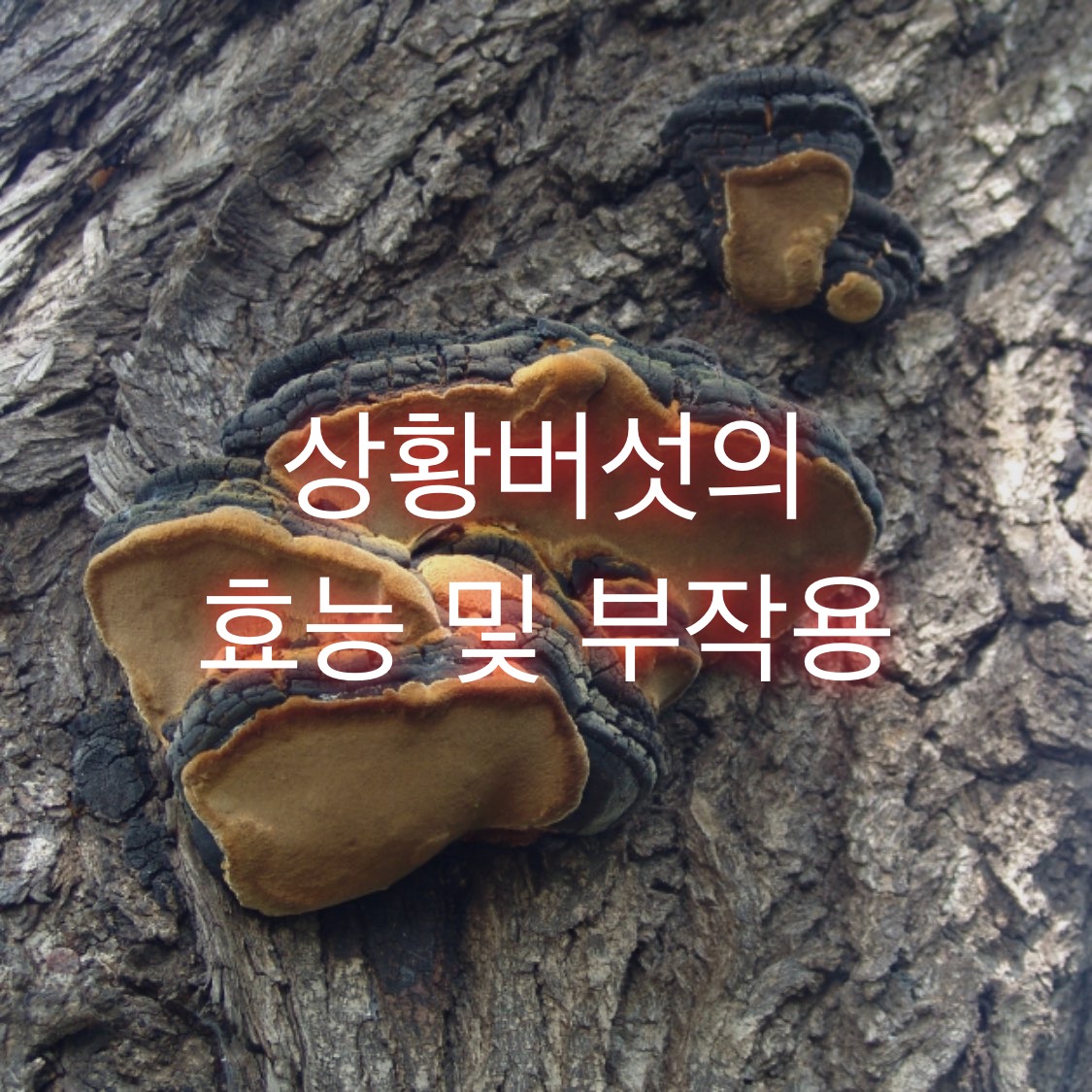  상황버섯의 효능 및 부작용