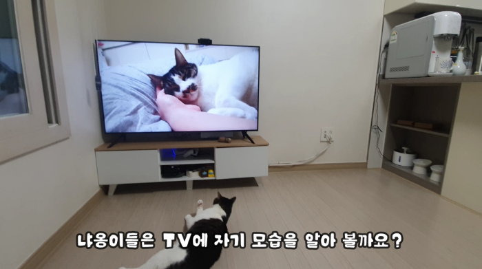고양이