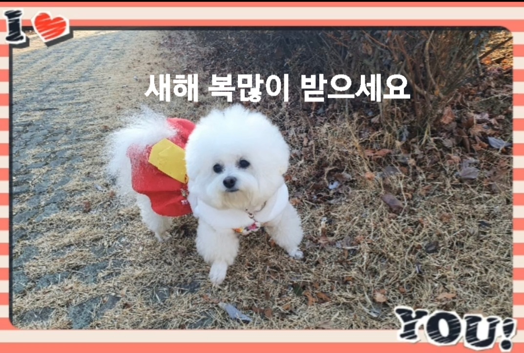  새해 복많이 받으세요