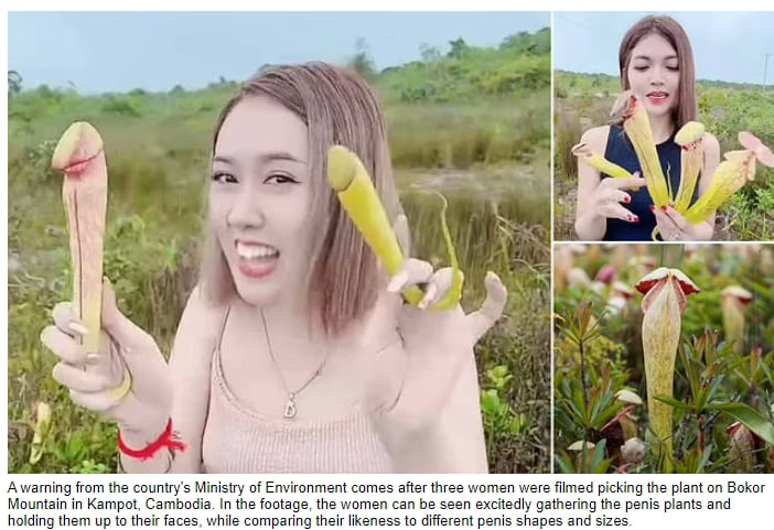 이런! 아주 묘하게 생긴 캄보디아 육식성 식물 VIDEO: Women giggle as they pick &#39;penis-shaped&#39; carnivorous plant