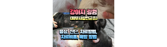 강아지 피부사상균 링웜 섬네일