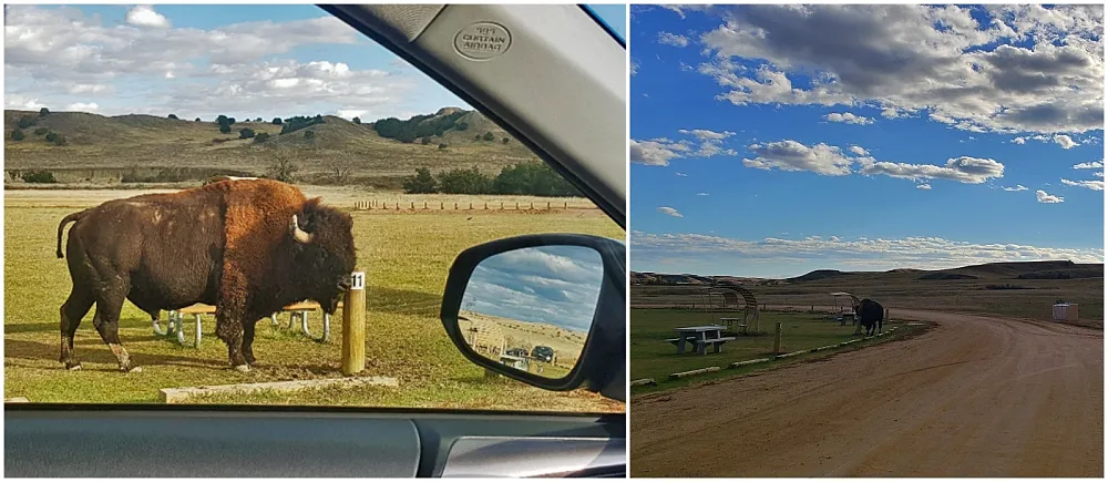 Sage Creek Campground