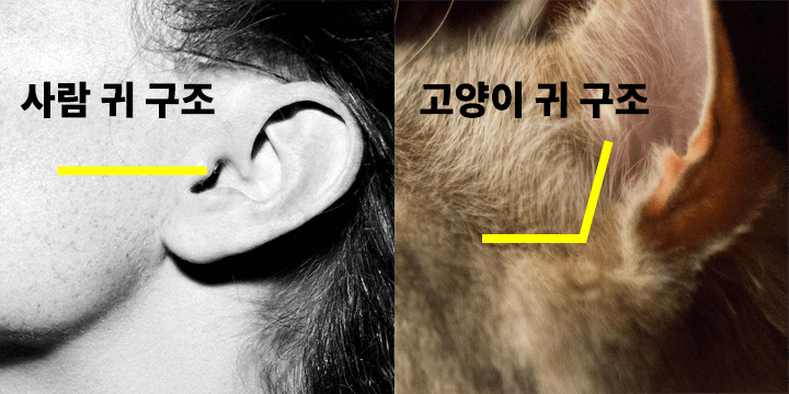 고양이-귀-청소-면봉-긁는-이유