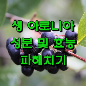  생 아로니아 주요 성분(안토시아닌, 엽산, 비타민K, 미네랄 등) 알아보자