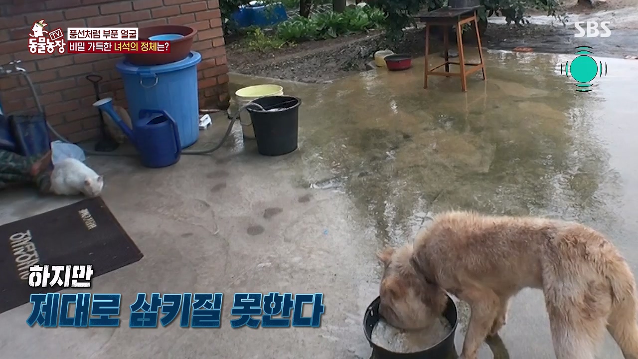 TV 동물농장.E1138.230918p-NEXT.mp4_20230917_174246.205.jpg