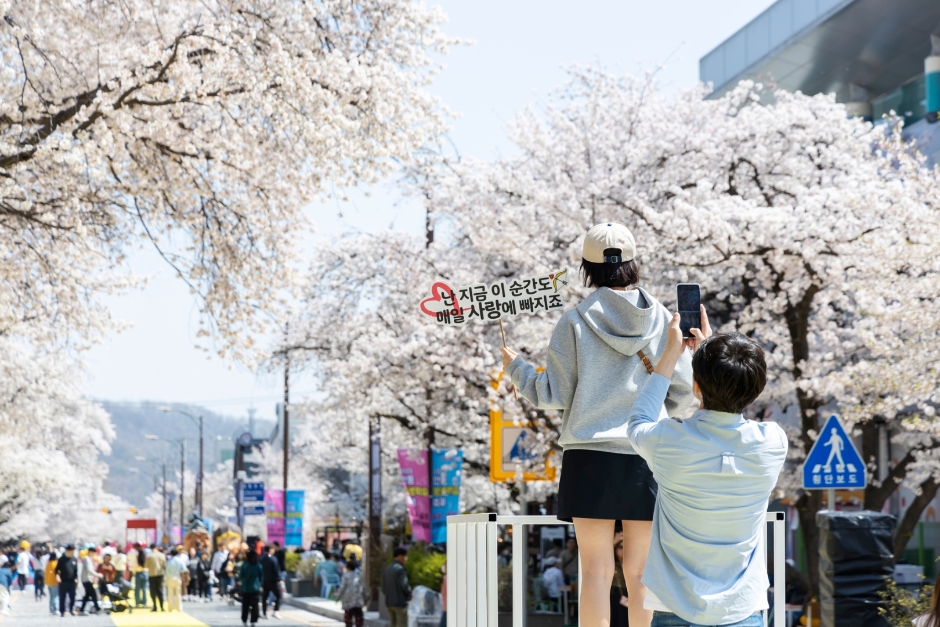 안동 벚꽃축제 