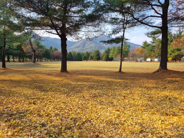 단풍과-낙엽