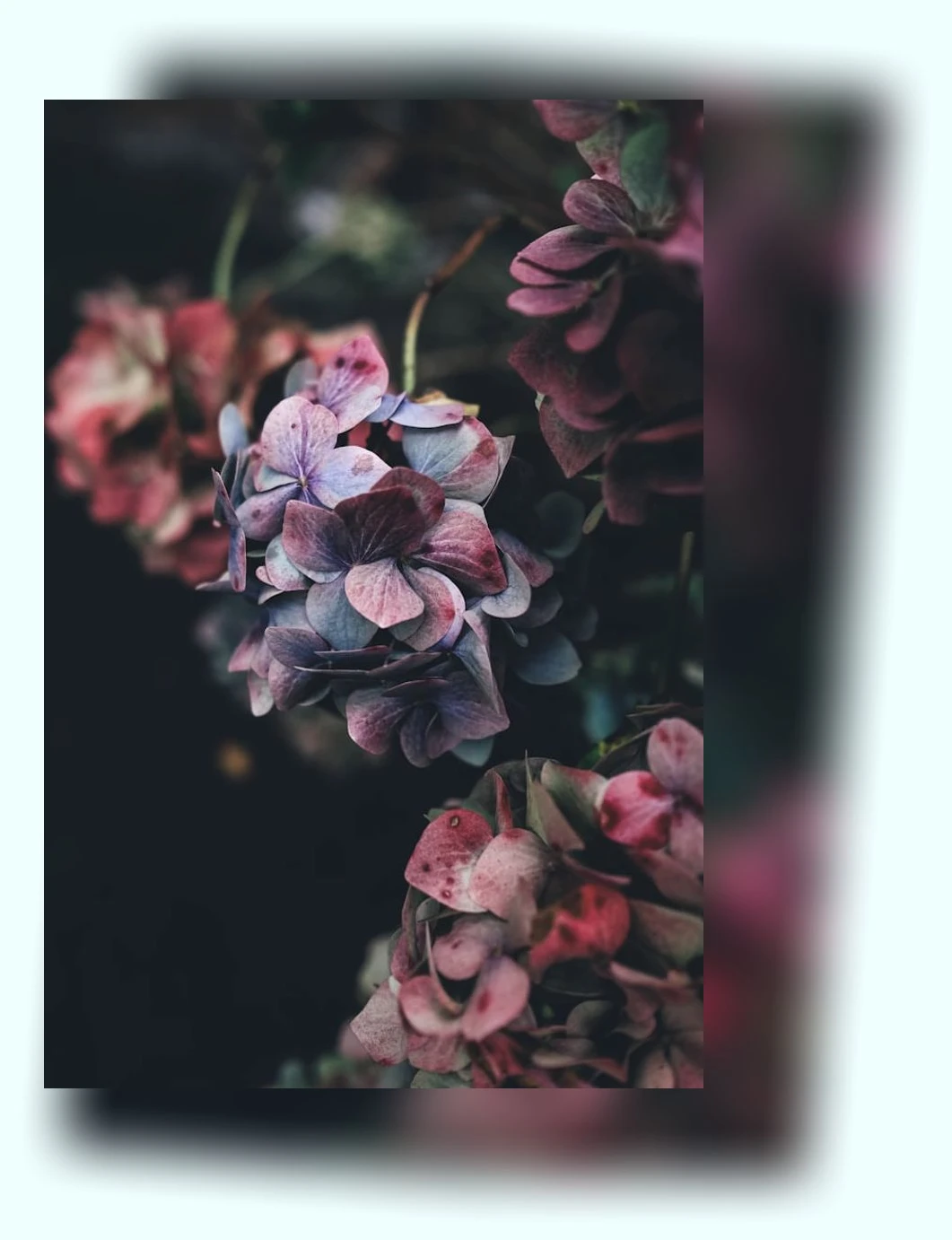 계양꽃마루 가을 코스모스_2_subsection