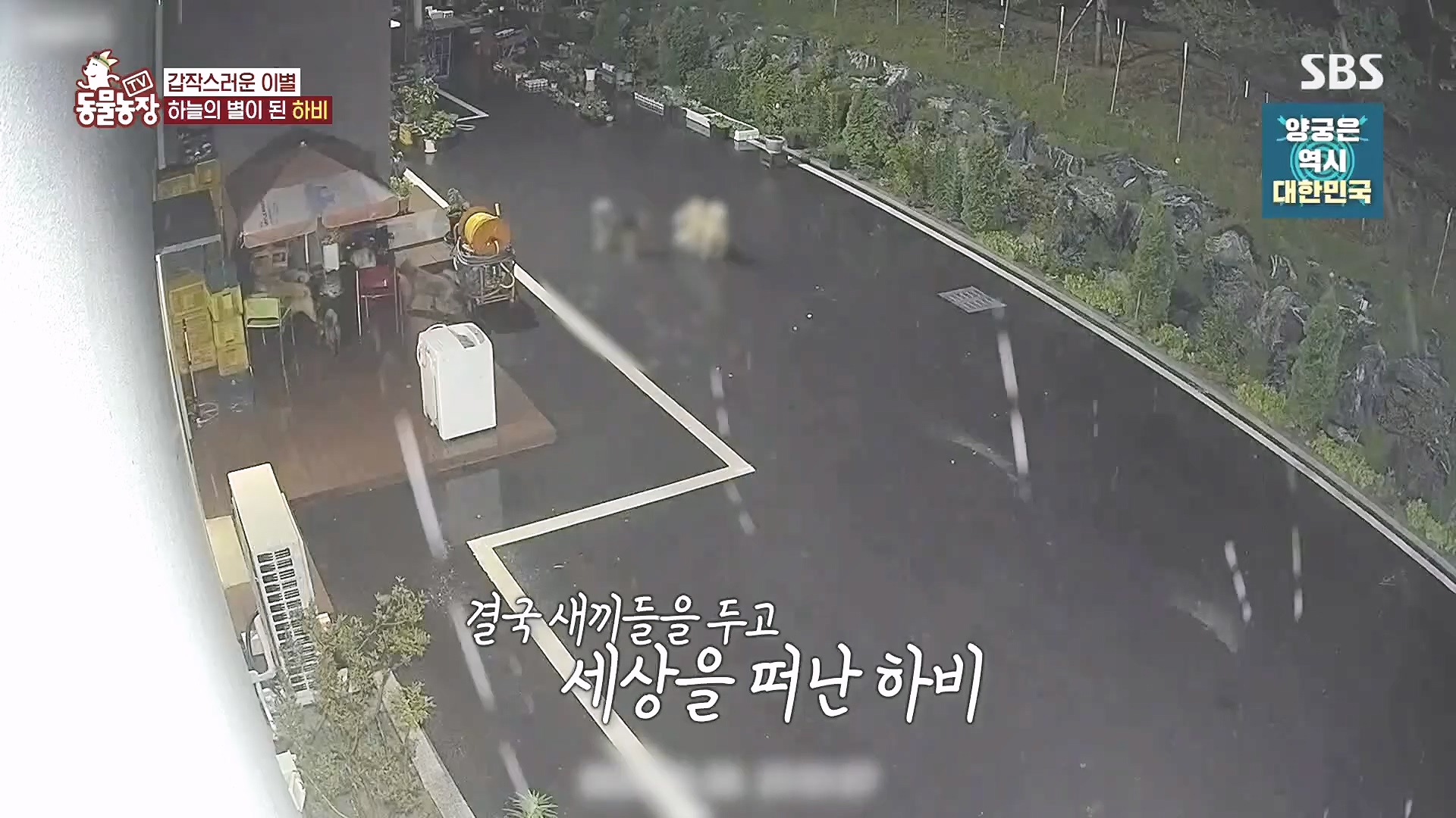 TV 동물농장.E1182.240728p.H264-F1RST.mp4_20240728_152524.733.jpg