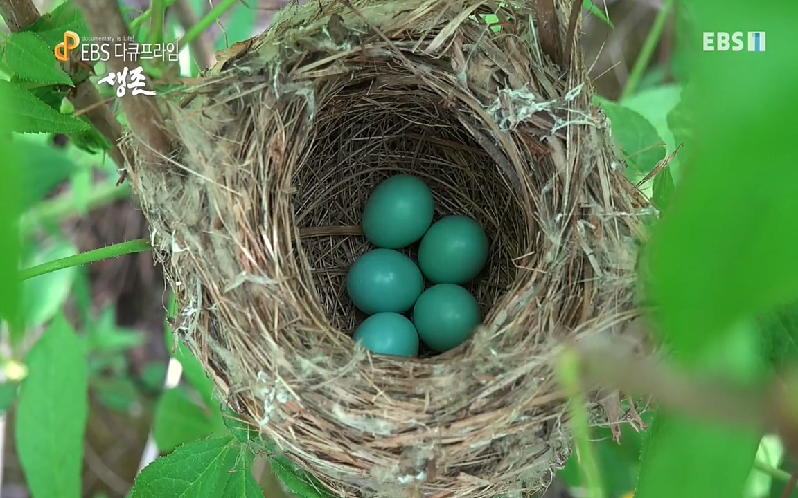 생존 3부_ EBS 다큐프라임_ 220629.avi_20220701_203806.498.jpg