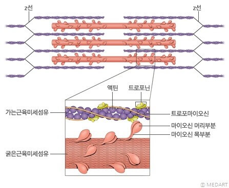 근육수축 과정