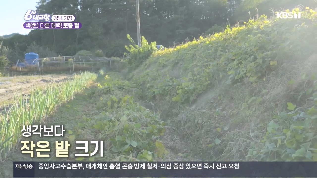 6시 내고향.E7897.231025p.H264-F1RST.mp4_20231025_195929.181.jpg