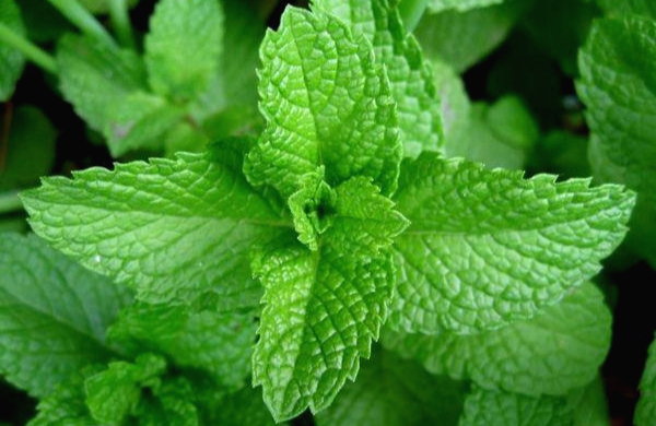  두통과 장 건강에 좋은 페퍼민트(Peppermint) 에센셜 오일