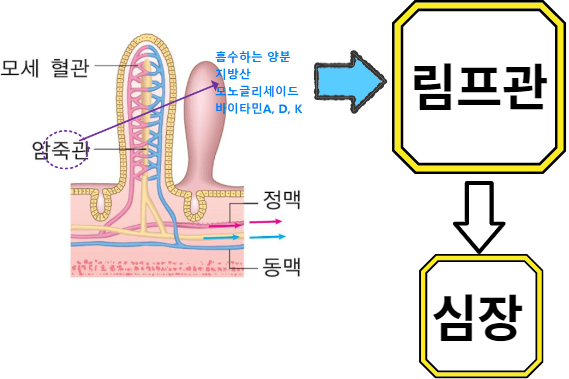 양분 이동