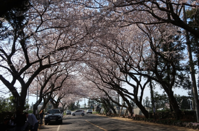 장전리 벚꽃