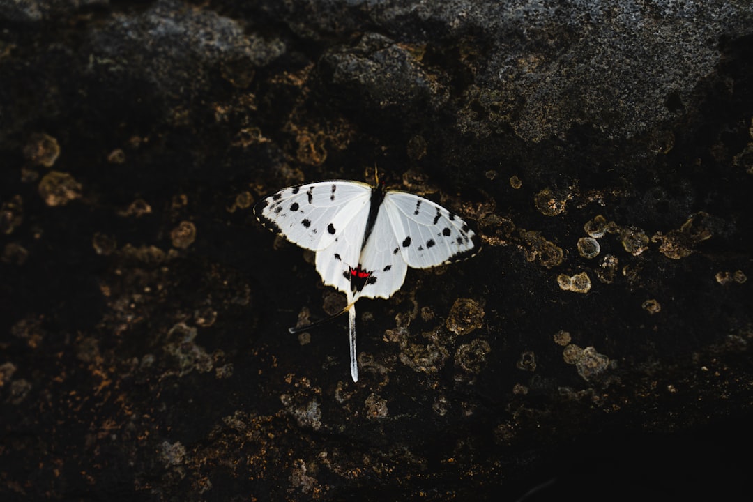Symbolism