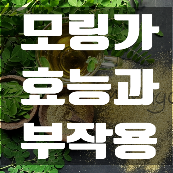 모링가 효능과 부작용을 알아보자