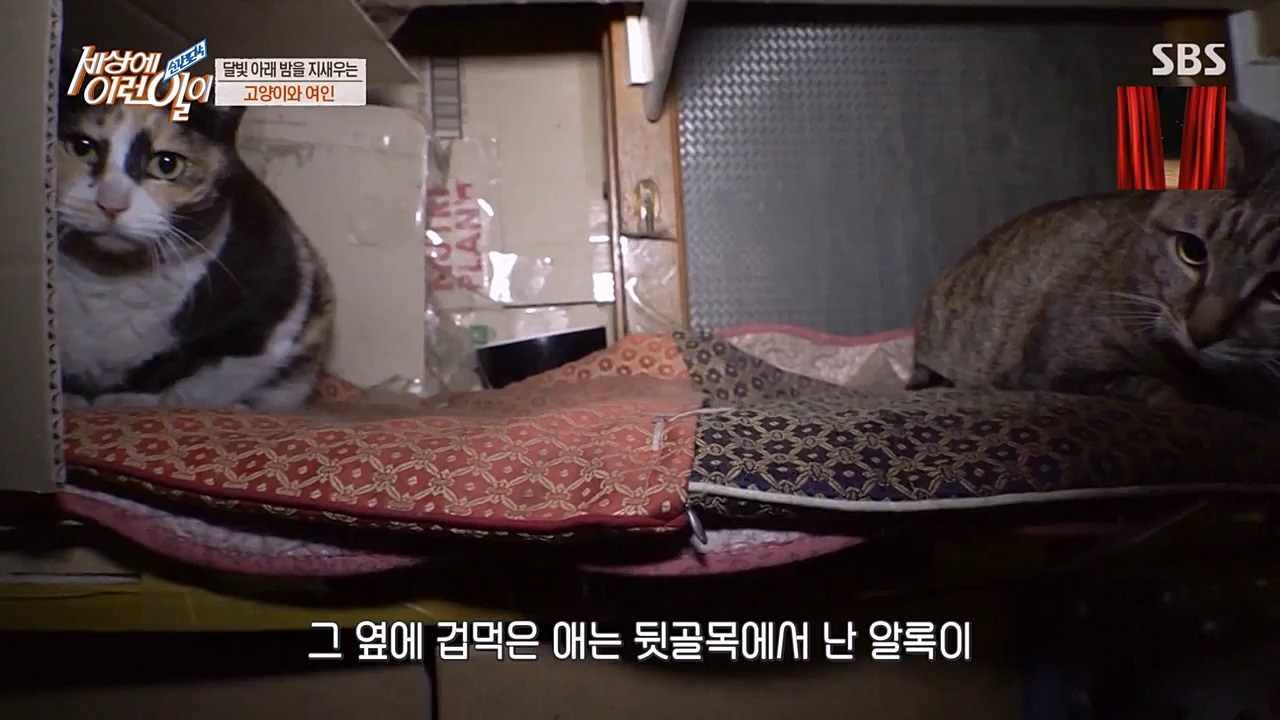 순간포착 세상에 이런일이.E1223.230329p-NEXT.mp4_20230329_192701.198.jpg