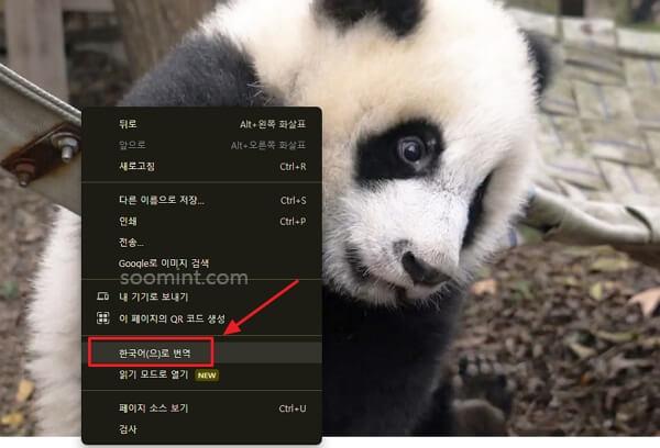 푸바오 중국 실시간 영상&amp;#44; 최근 소식