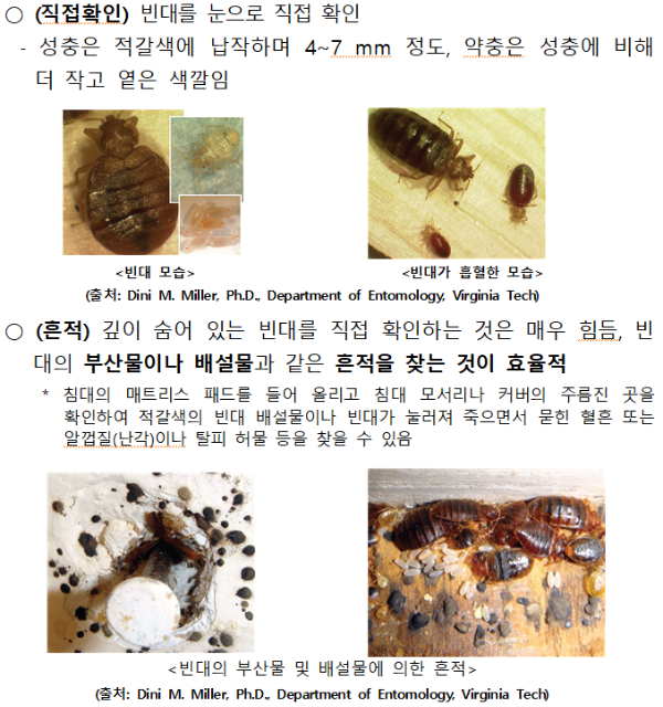 Bed Bug 빈대 물린자국 증상 찾는법 퇴치법 예방법