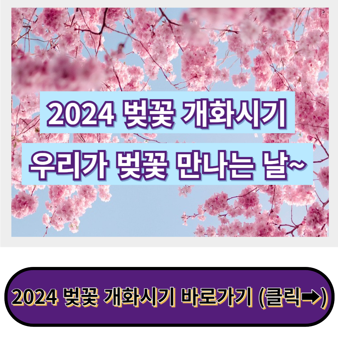 2024 벚꽃 개화시기&#44; 벚꽃축제와 명소&#44; 이번에는 기필코 가보자!!