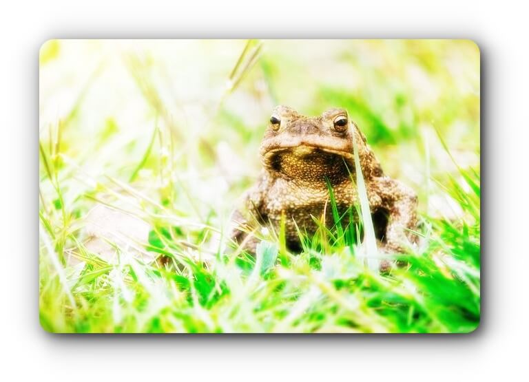 toad-image