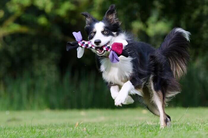 검은색과 흰색 털을 가진 개 한마리가 알록달록한 장난감을 물고 달리고 있는 모습